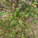 photo of Nuttall's Scrub Oak (Quercus dumosa)