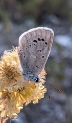 Polyommatus nivescens