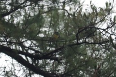 Coccothraustes abeillei