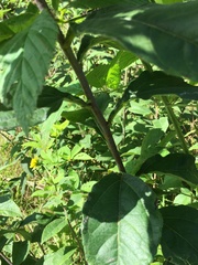 Helianthus resinosus