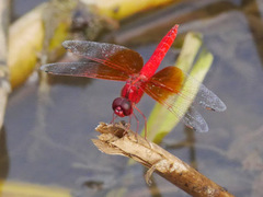 Brachythemis lacustris