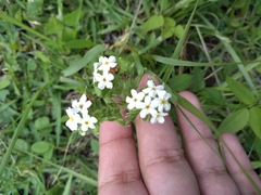Lithospermum distichum