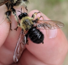 Laphria sacrator