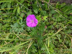 Geranium sanguineum