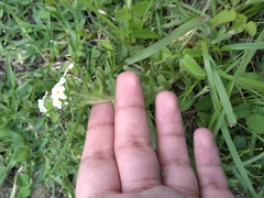 Lithospermum distichum