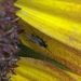 photo of Braconid Wasps (Braconidae)