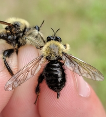 Laphria sacrator