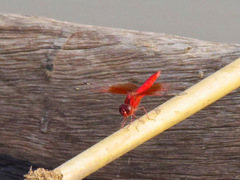 Brachythemis lacustris