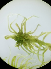 Sphagnum flexuosum