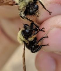 Laphria sacrator