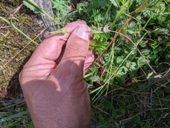 Geranium sanguineum