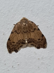 Lepidoptera