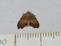 Lepidoptera