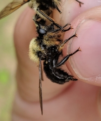 Laphria sacrator