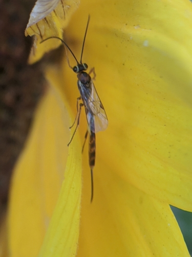 photo of Ichneumonid Wasps (Ichneumonidae)