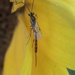 photo of Ichneumonid Wasps (Ichneumonidae)