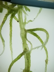 Sphagnum flexuosum