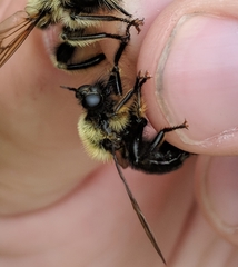 Laphria sacrator