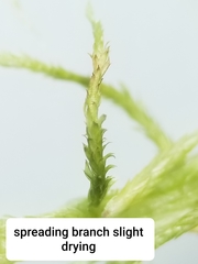 Sphagnum flexuosum