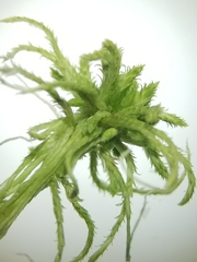 Sphagnum flexuosum