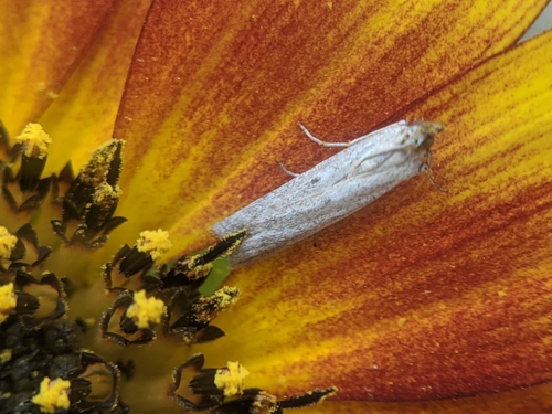 photo of American Sunflower Moth (Homoeosoma electella)