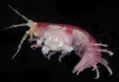 Ischyrocerus anguipes