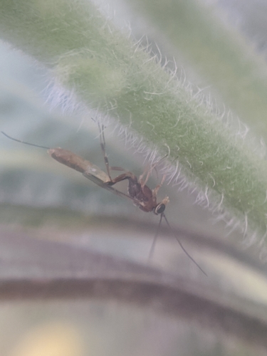 photo of Ichneumonid Wasps (Ichneumonidae)