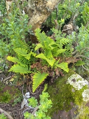 Pleopeltis polypodioides