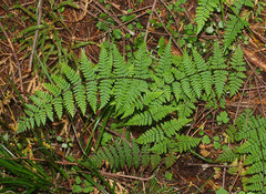 Hypolepis rufobarbata