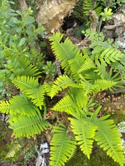 Pleopeltis polypodioides