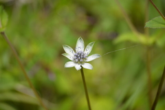 Eryngium carlinae