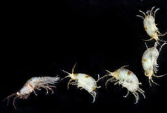 Ischyrocerus anguipes