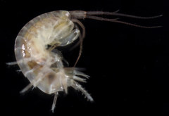 Elasmopus antennatus