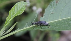 Epicauta curvicornis