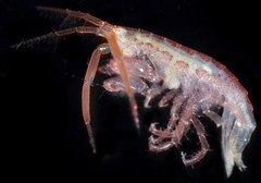 Ischyrocerus anguipes