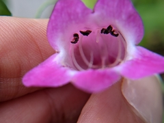 Penstemon roseus