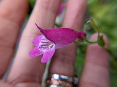 Penstemon roseus