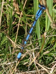 Enallagma cyathigerum