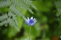 Eryngium carlinae