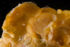 Primavelans insculpta