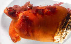 Halocynthia aurantium