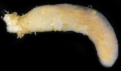 Eudistoma ritteri