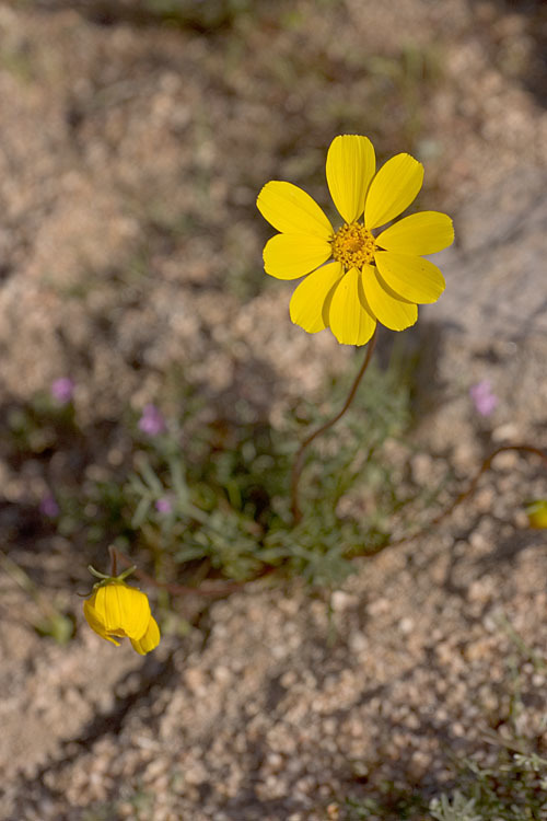 Bigelow's tickseed