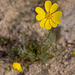 Bigelow's Tickseed - Photo (c) David~O, some rights reserved (CC BY)