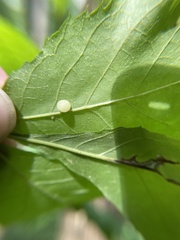 Caryomyia cilidolium