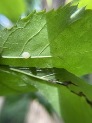 Caryomyia cilidolium
