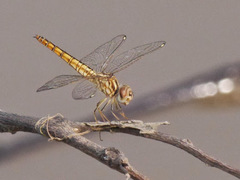 Brachythemis