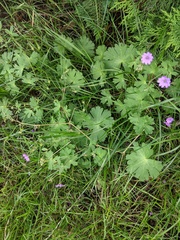 Geranium pyrenaicum