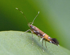 Cosmopterix pulchrimella