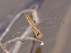 Brachythemis